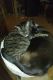 Domestic Shorthaired Cat Cats for sale in Milwaukee, WI, USA. price: $100