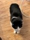 Domestic Shorthaired Cat Cats for sale in Mohawk, NY 13407, USA. price: NA