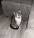Domestic Shorthaired Cat Cats for sale in Glendale, AZ, USA. price: $100