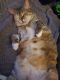 Domestic Shorthaired Cat Cats for sale in Red Lion, PA, USA. price: NA