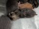 Domestic Shorthaired Cat Cats for sale in Windsor, ON, Canada. price: $500