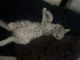 Domestic Shorthaired Cat Cats for sale in Agoura Hills, CA, USA. price: $50
