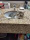 Domestic Shorthaired Cat Cats for sale in Portland, OR, USA. price: NA