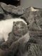 Domestic Shorthaired Cat Cats for sale in Middletown, PA 17057, USA. price: NA