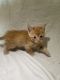 Domestic Shorthaired Cat Cats for sale in Loma Linda, CA, USA. price: NA