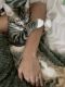 Domestic Shorthaired Cat Cats for sale in Rialto, CA 92377, USA. price: NA
