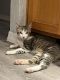 Domestic Shorthaired Cat Cats for sale in Kingman, AZ, USA. price: $80