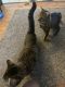 Domestic Shorthaired Cat Cats for sale in Hampton, VA, USA. price: NA