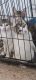 Domestic Shorthaired Cat Cats for sale in 407 Lombard Lane, Eugene, OR 97404, USA. price: NA
