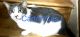 Domestic Shorthaired Cat Cats for sale in Stafford, VA 22554, USA. price: $150