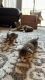 Domestic Shorthaired Cat Cats for sale in Tampa, FL 33619, USA. price: NA