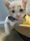 Domestic Shorthaired Cat Cats for sale in 5700 Shattalon Dr, Winston-Salem, NC 27105, USA. price: NA