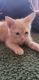 Domestic Shorthaired Cat Cats for sale in Alhambra, CA, USA. price: $100