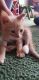 Domestic Shorthaired Cat Cats for sale in Alhambra, CA, USA. price: $100