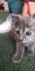 Domestic Shorthaired Cat Cats for sale in Alhambra, CA, USA. price: NA