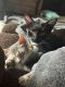 Domestic Shorthaired Cat Cats for sale in 3530 E Loma Vista St, Gilbert, AZ 85295, USA. price: NA