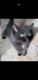 Domestic Shorthaired Cat Cats for sale in 142 S Corner Ave, Idaho Falls, ID 83402, USA. price: $50