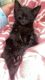 Domestic Shorthaired Cat Cats for sale in Deerfield Beach, FL, USA. price: NA