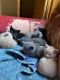 Domestic Shorthaired Cat Cats for sale in Winston-Salem, NC 27103, USA. price: $10