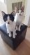 Domestic Shorthaired Cat Cats for sale in 17717 Regency Cir, Bellflower, CA 90706, USA. price: NA