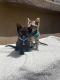 Domestic Shorthaired Cat Cats for sale in Chandler, AZ, USA. price: NA