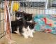 Domestic Shorthaired Cat Cats for sale in Port Lavaca, TX 77979, USA. price: NA