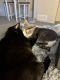 Domestic Shorthaired Cat Cats for sale in Ames, IA, USA. price: NA