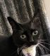 Domestic Shorthaired Cat Cats for sale in Williamsburg, VA, USA. price: NA