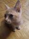 Domestic Shorthaired Cat Cats for sale in Hope, IN 47246, USA. price: NA
