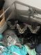 Domestic Shorthaired Cat Cats for sale in Euclid, OH, USA. price: NA