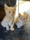Domestic Shorthaired Cat Cats for sale in Des Moines, WA, USA. price: $75