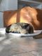 Domestic Shorthaired Cat Cats for sale in Ave Maria, FL 34142, USA. price: NA