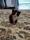 Domestic Shorthaired Cat Cats for sale in Houston, TX 77041, USA. price: $300