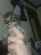 Domestic Shorthaired Cat Cats for sale in 8232 Colville St, Jacksonville, FL 32220, USA. price: NA