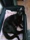 Domestic Shorthaired Cat Cats for sale in Coshocton, OH 43812, USA. price: $50