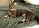 Domestic Shorthaired Cat Cats for sale in Wake Forest, NC 27587, USA. price: $50