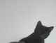 Domestic Shorthaired Cat Cats for sale in North Salt Lake, UT, USA. price: $40