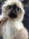 Domestic Shorthaired Cat Cats for sale in 17509 Maidstone Ave, Artesia, CA 90701, USA. price: $30