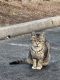 Domestic Shorthaired Cat Cats for sale in Bridgeport, CT, USA. price: NA