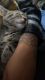 Domestic Shorthaired Cat Cats for sale in Montclair, NJ, USA. price: NA