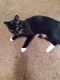 Domestic Shorthaired Cat Cats for sale in Shelby, NC 28152, USA. price: NA