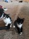Domestic Shorthaired Cat Cats for sale in North Dighton, MA 02764, USA. price: $40