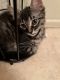 Domestic Shorthaired Cat Cats for sale in Tarpon Springs, FL, USA. price: $100