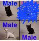 Domestic Shorthaired Cat Cats for sale in 3150 W Floyd Ave, Englewood, CO 80110, USA. price: $75