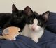 Domestic Shorthaired Cat Cats for sale in Detroit, MI, USA. price: NA