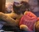 Domestic Shorthaired Cat Cats for sale in Mesa, AZ, USA. price: NA