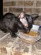 Domestic Shorthaired Cat Cats for sale in 1001 W Park Blvd, Plano, TX 75075, USA. price: $200