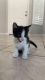 Domestic Shorthaired Cat Cats for sale in Peoria, AZ 85345, USA. price: NA