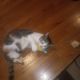 Domestic Shorthaired Cat Cats for sale in Chicago, IL 60638, USA. price: $20