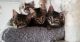 Domestic Shorthaired Cat Cats for sale in Menifee, CA, USA. price: $75